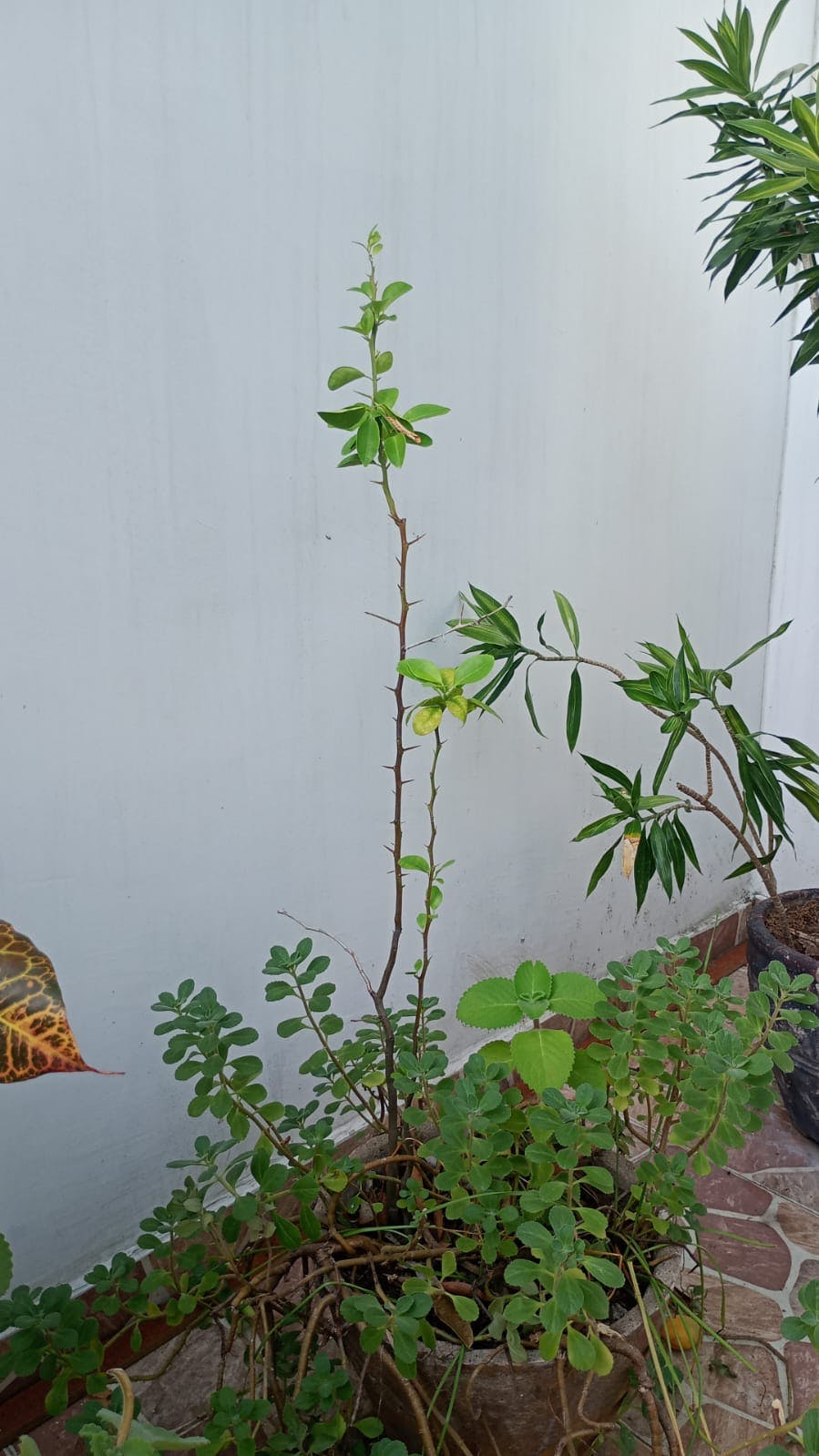 WhatsApp Image 2025-06-05 at 16.38.13.jpeg