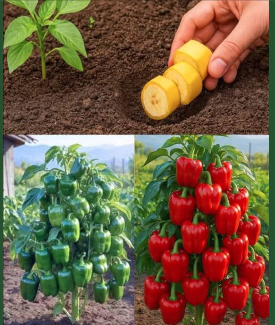 Screen Shot 2025-06-24 at 8.19.40 PM.png