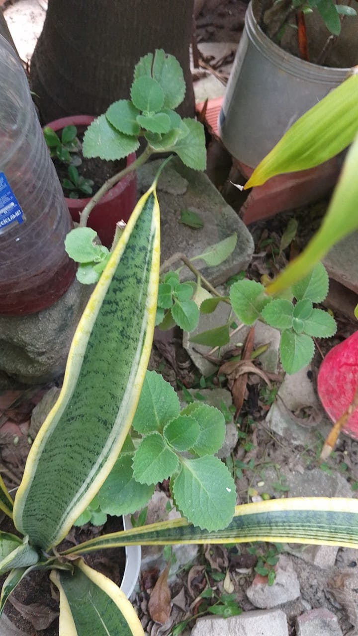 WhatsApp Image 2025-08-22 at 15.11.42.jpeg