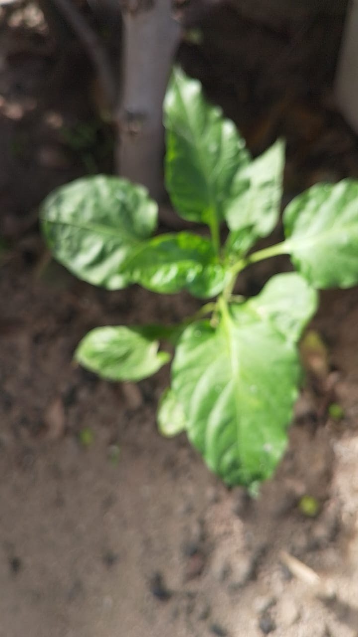 WhatsApp Image 2025-08-22 at 15.13.30.jpeg