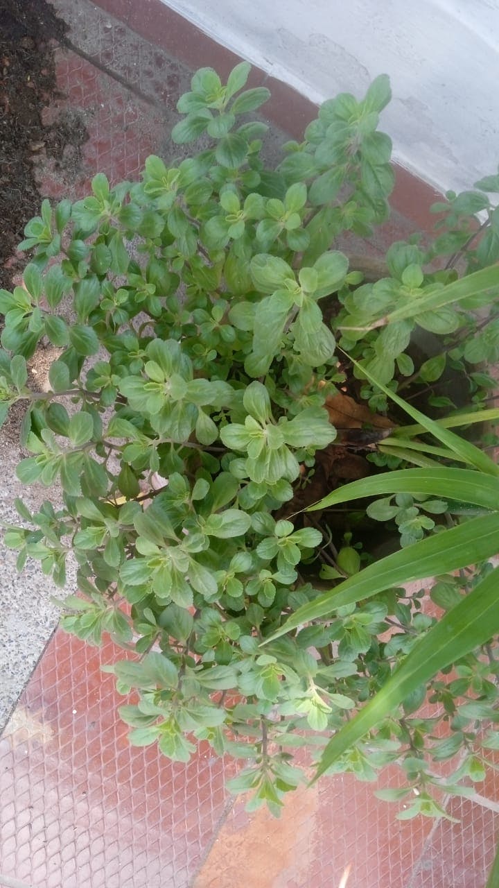 WhatsApp Image 2025-06-24 at 10.12.01.jpeg