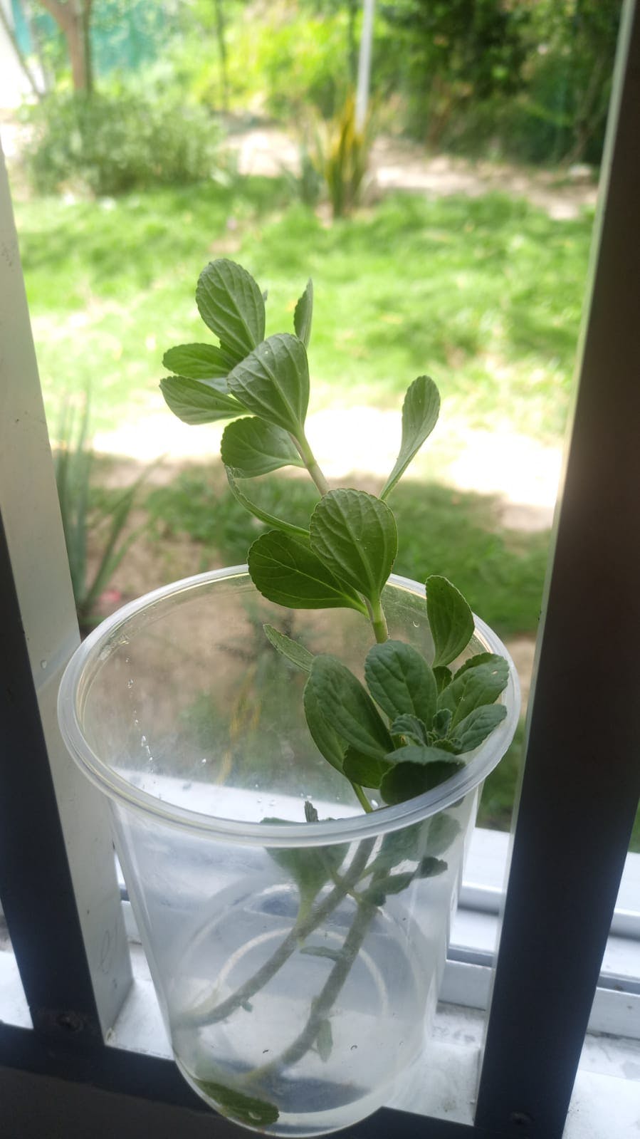 WhatsApp Image 2025-06-05 at 12.29.16.jpeg