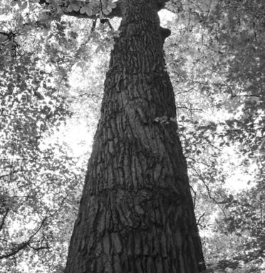 tree.jpg