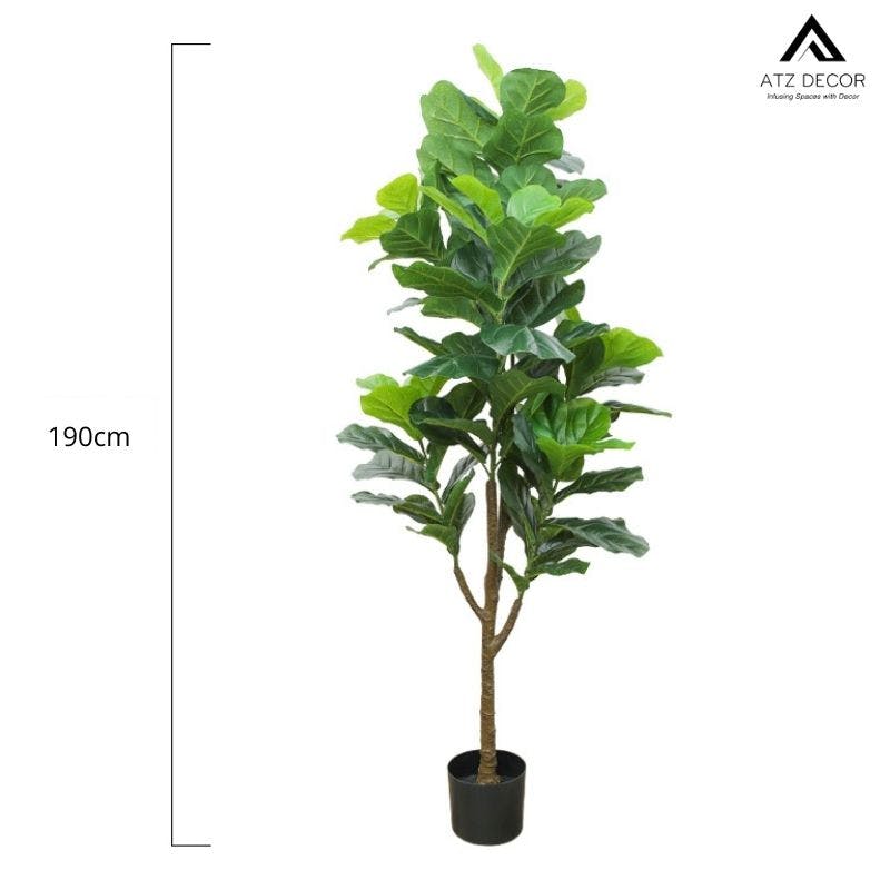 cay bang gia 190cm.jpg