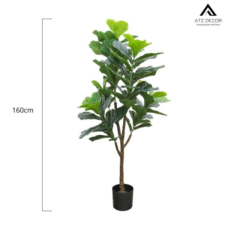 cay bang gia 160cm.jpg