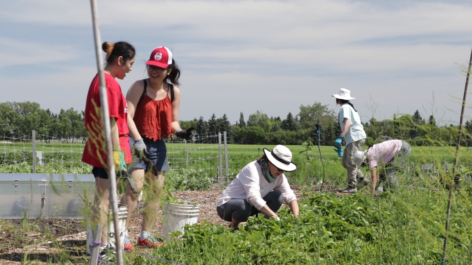 UAlberta_Volunteers_PrairieUrbanFarm-01.png