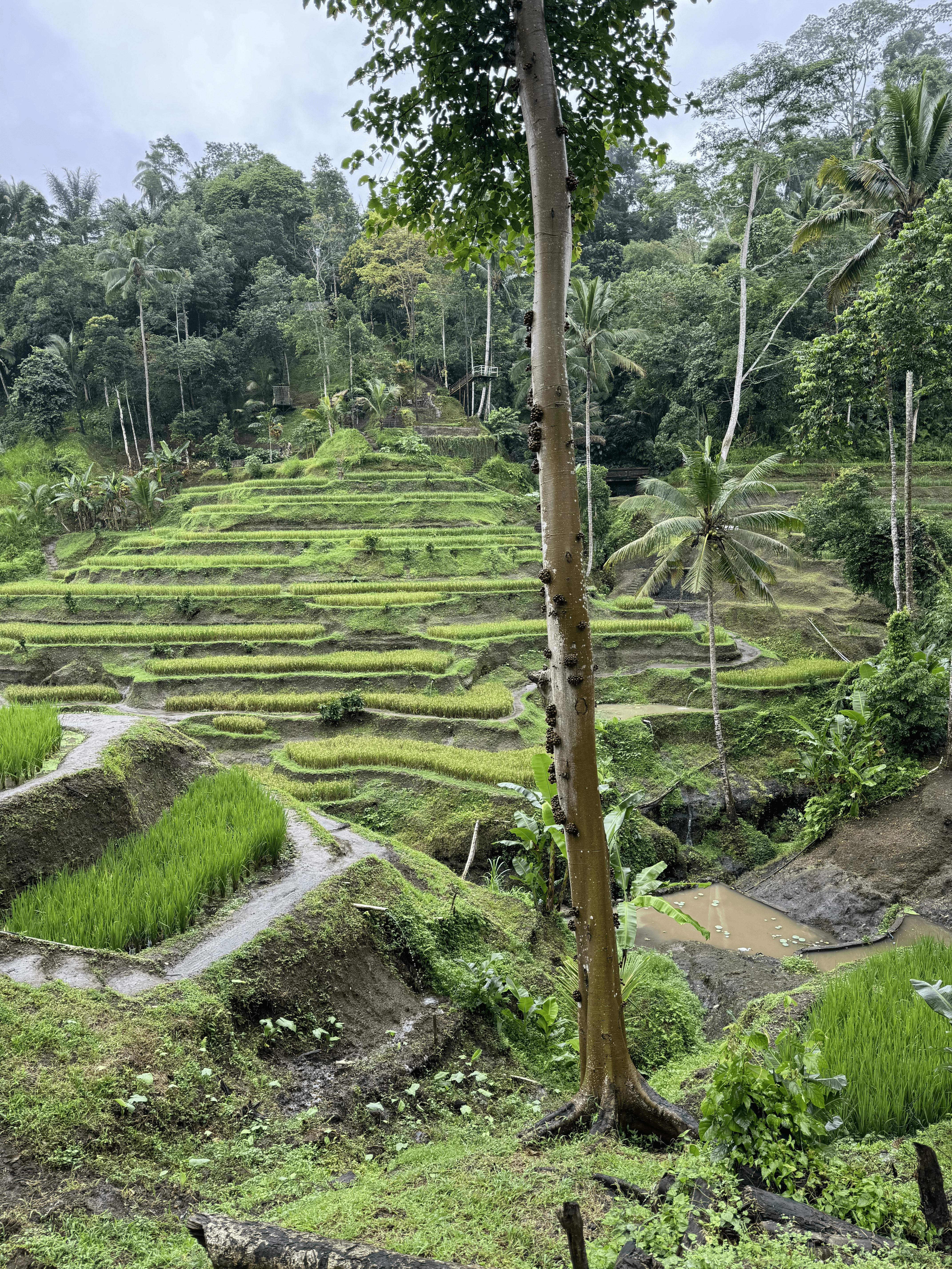 Bali Rice Gardens.png