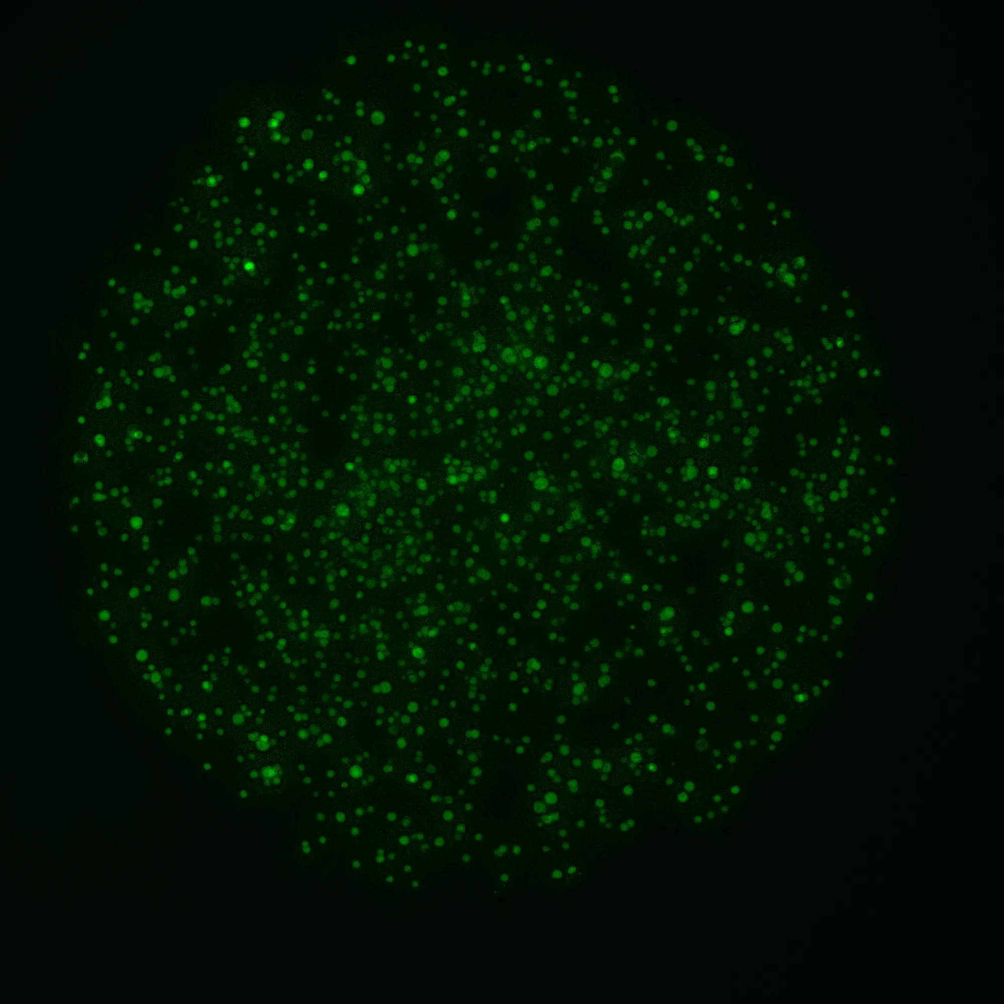 Cell Image (252).jpg