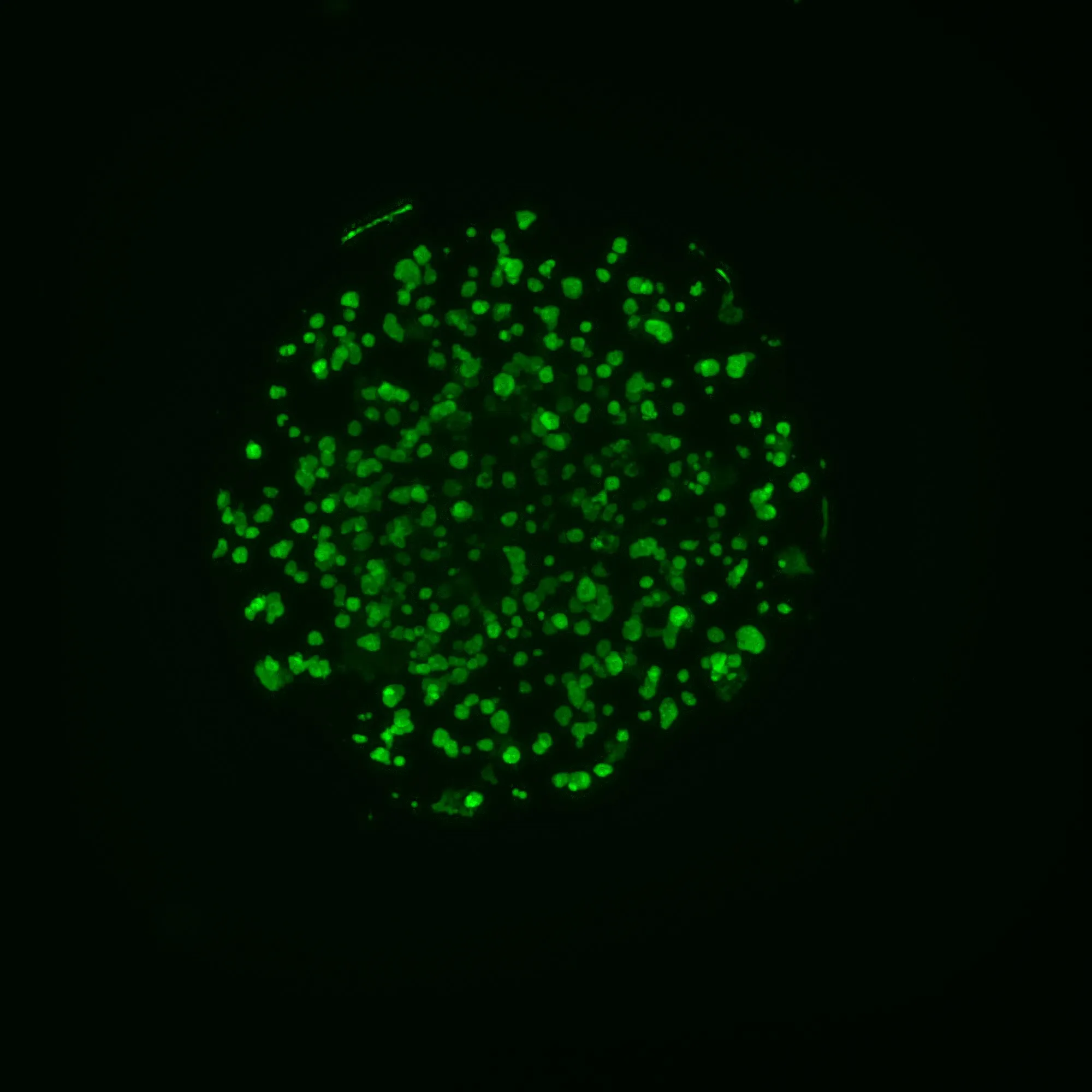 Cell Image (241).jpg