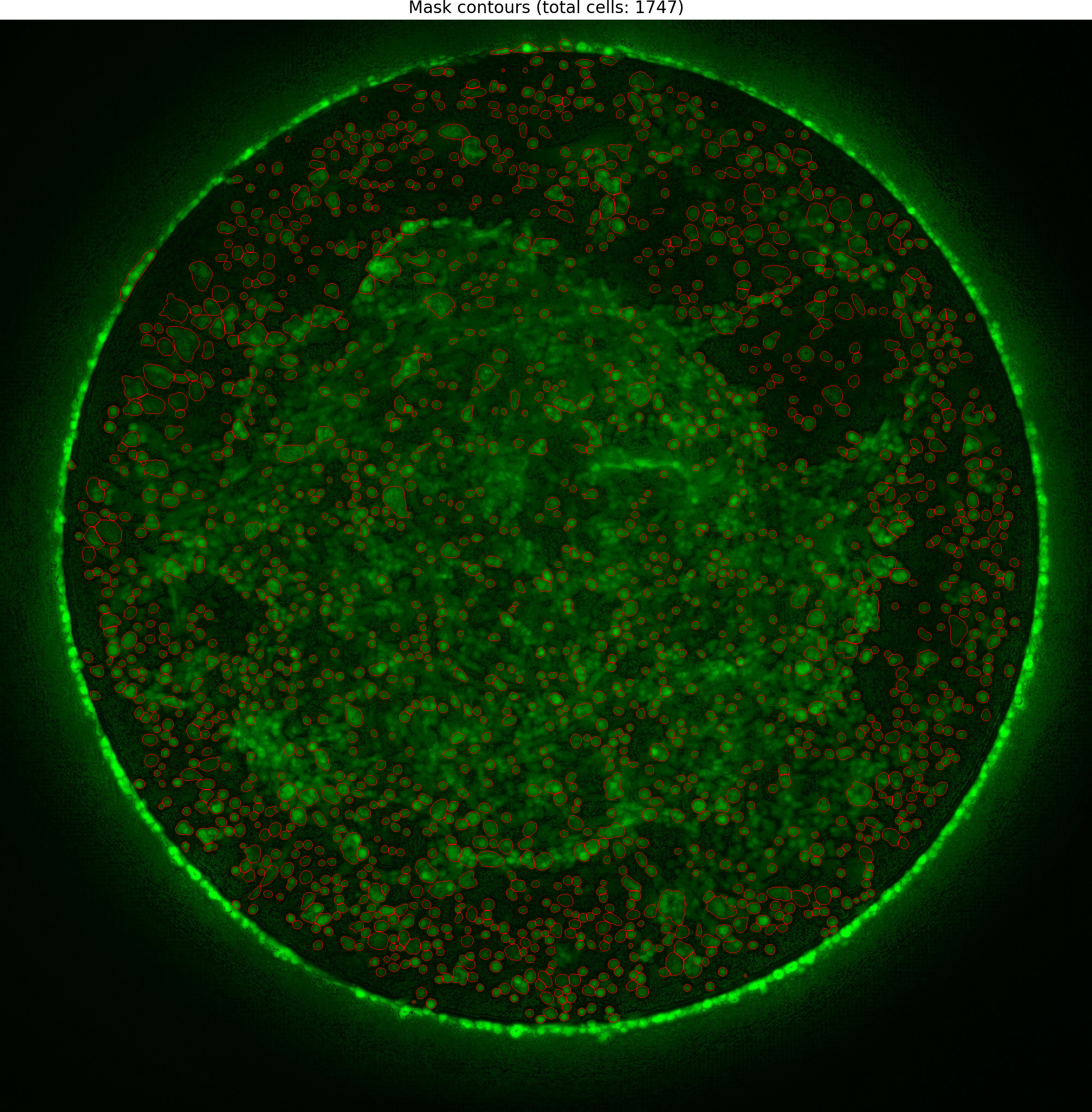 Cell Image (254)_overlay.png