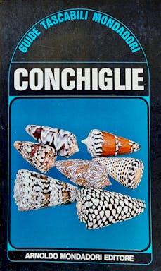 1171_conchilie - 1.jpeg