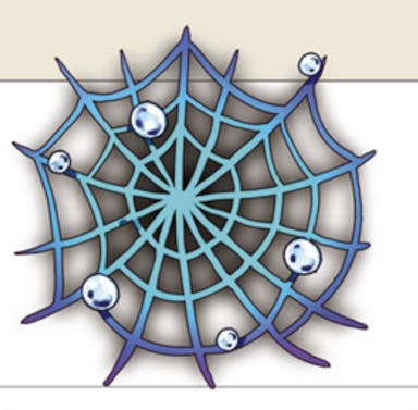 SpiderWeb.png