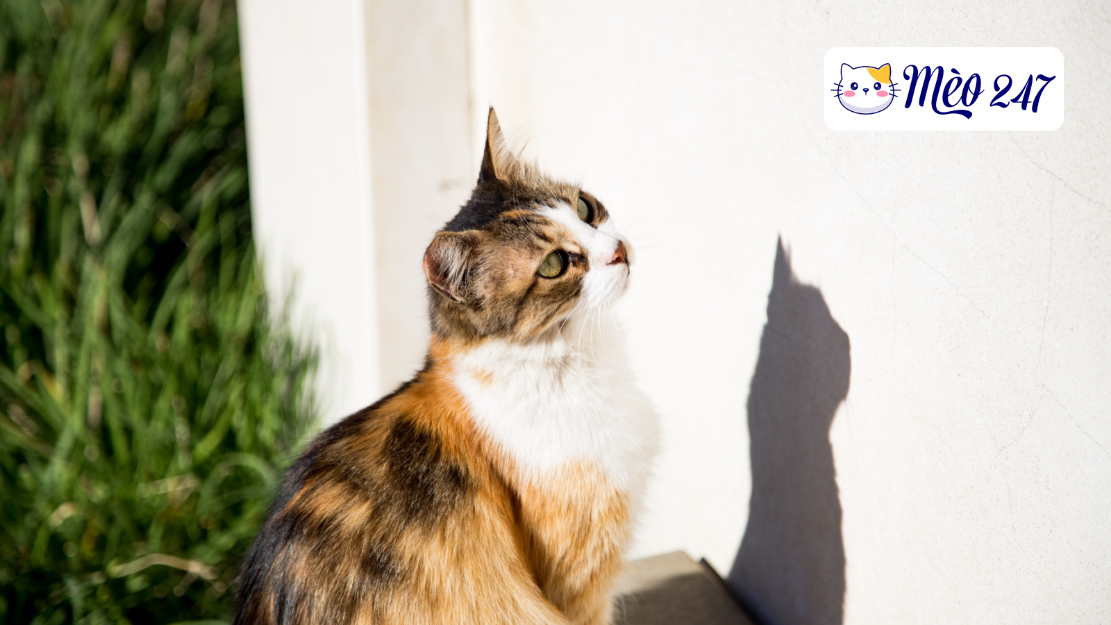 Mèo 247 - Banner PNG.png