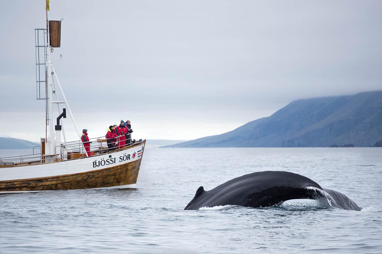 17 sept 15 Husavik Whales.jpg