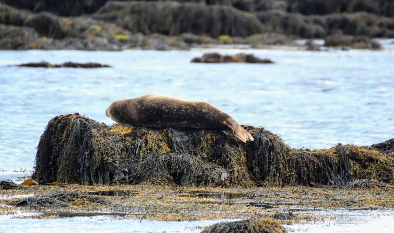 20 sept 15 Ytri Tunga.jpg