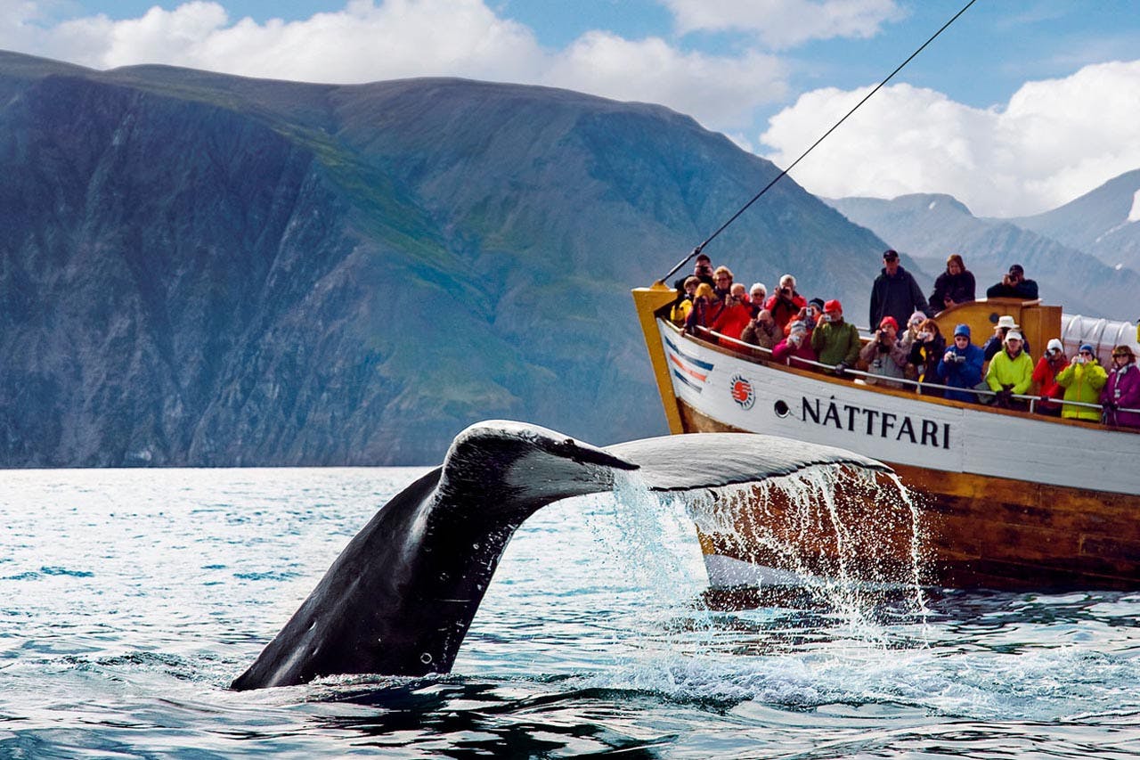 17 sept 16 Husavik Whales.jpg