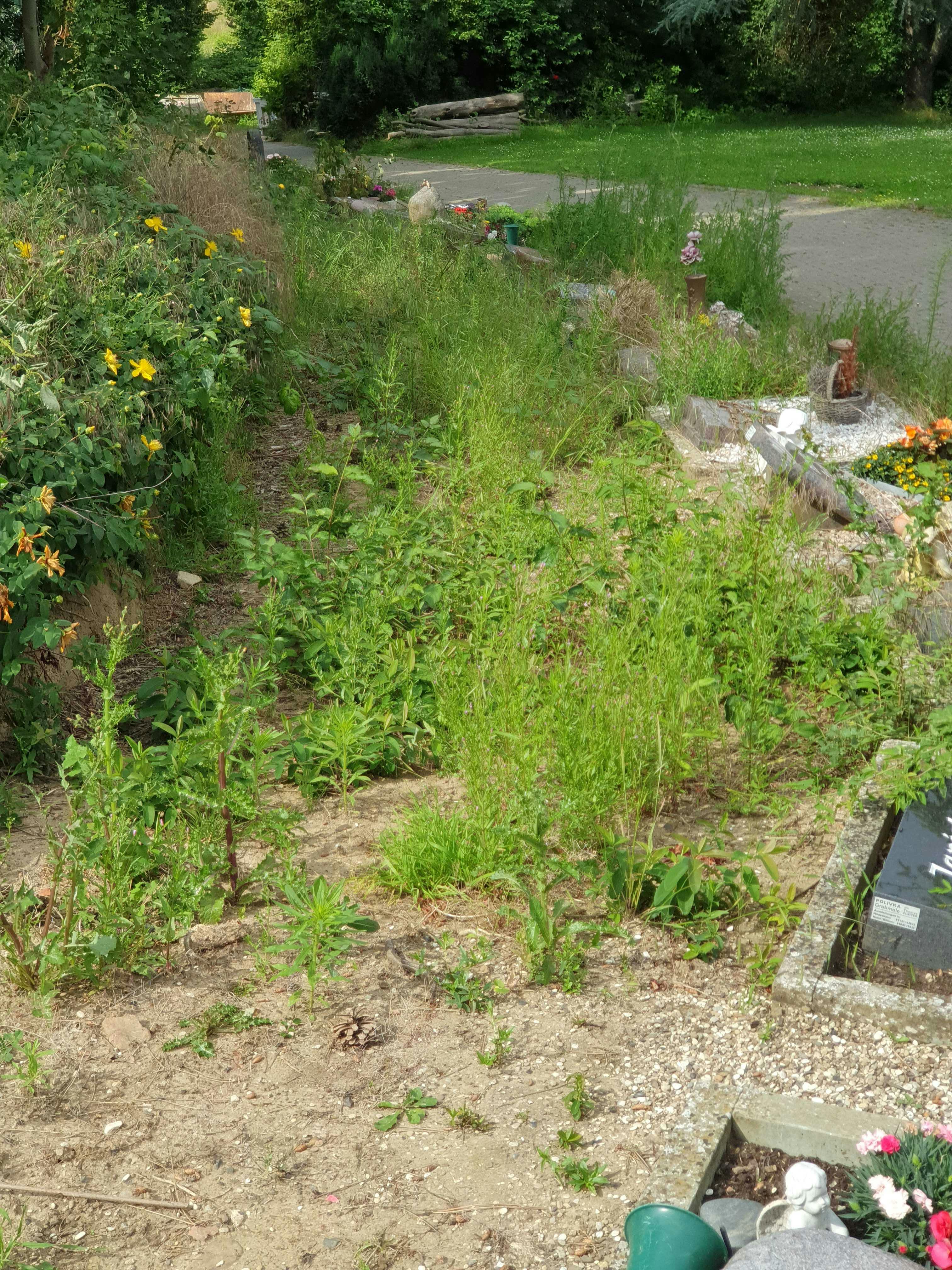 Friedhof 062024 03.jpg