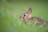 selective focus photography of brown rodent on green gras