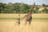 giraffe with young grazing on the field
