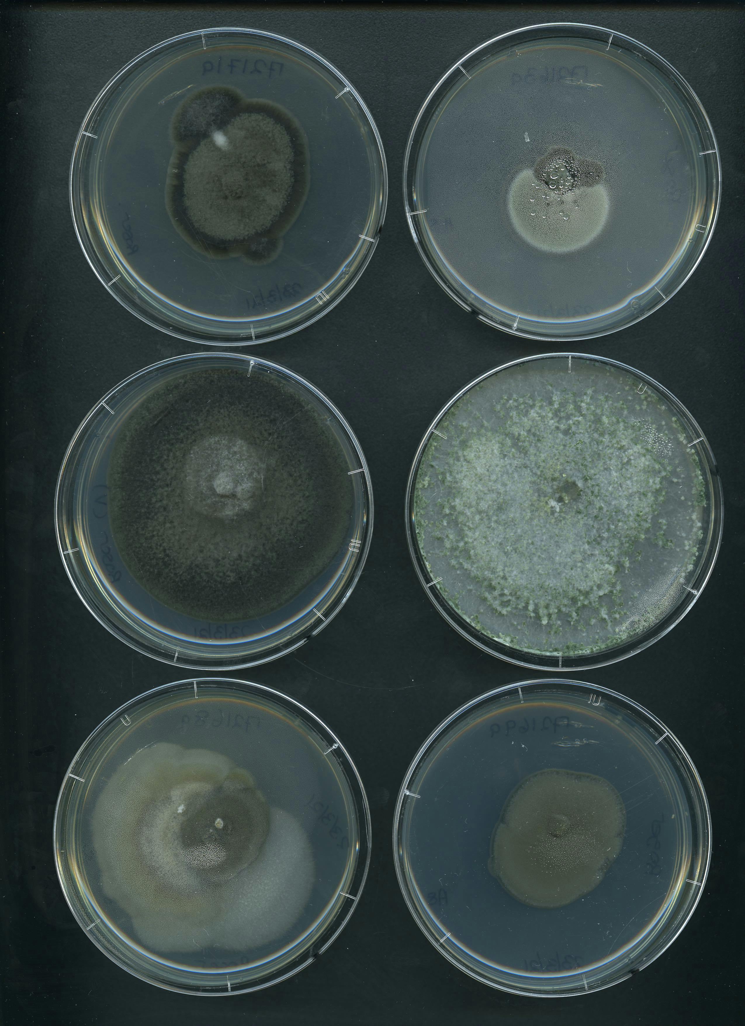 Fig fungi 5a copy.jpg