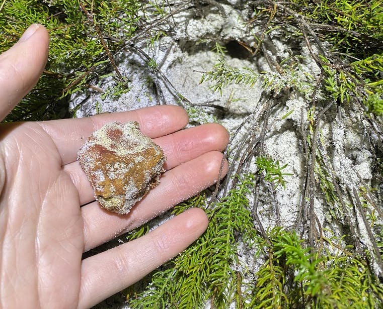 truffle cropped.jpg
