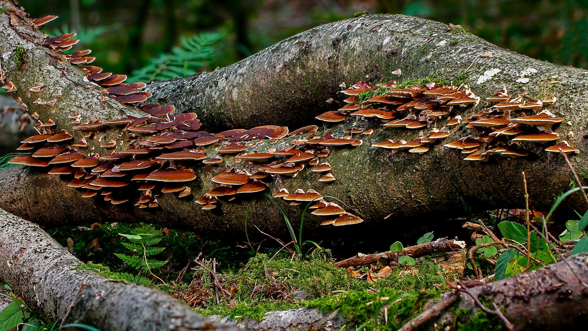 mushroom-3703365_1920.jpg