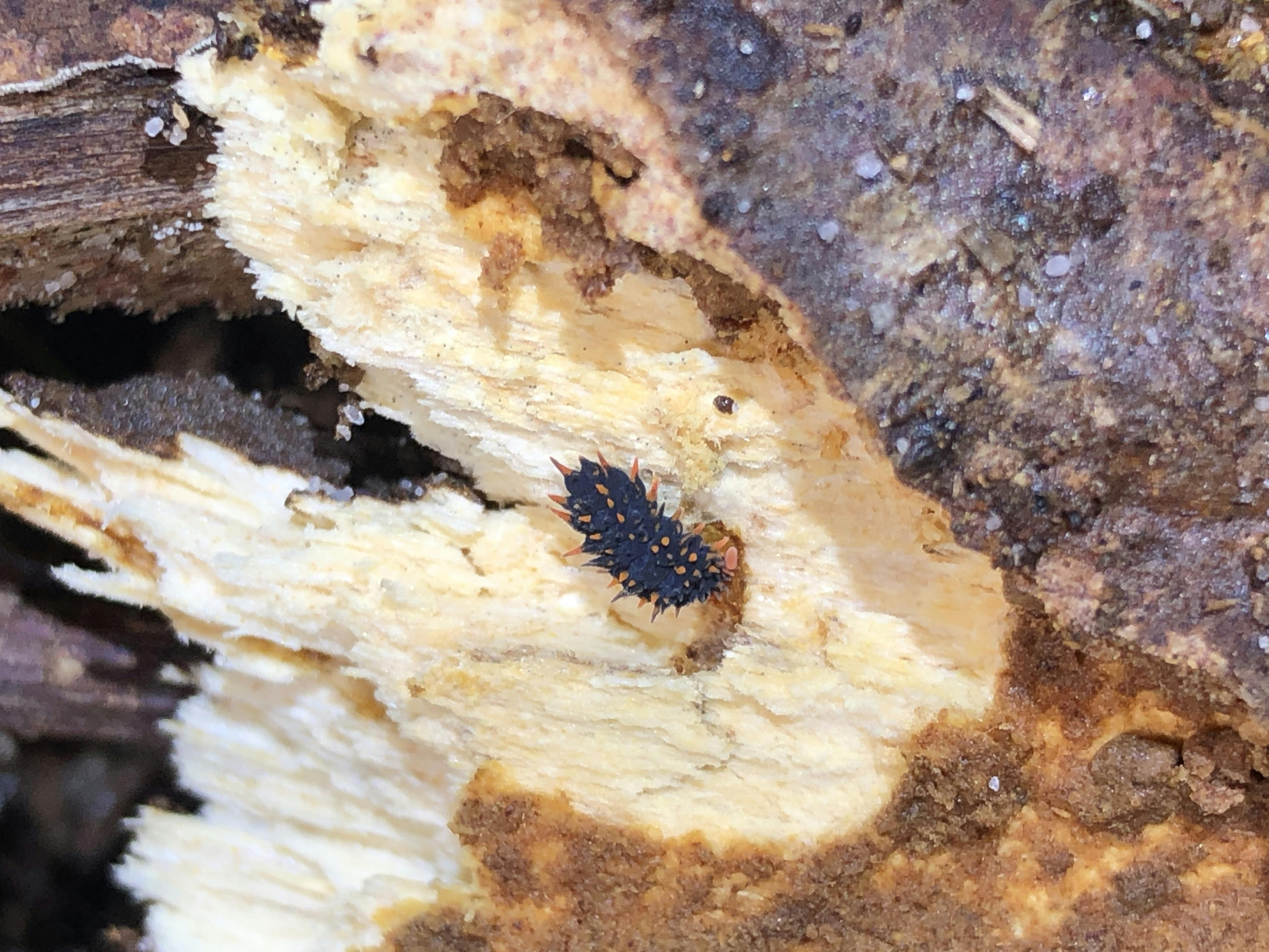 IMG_1648_springtail Acanthanura.JPG