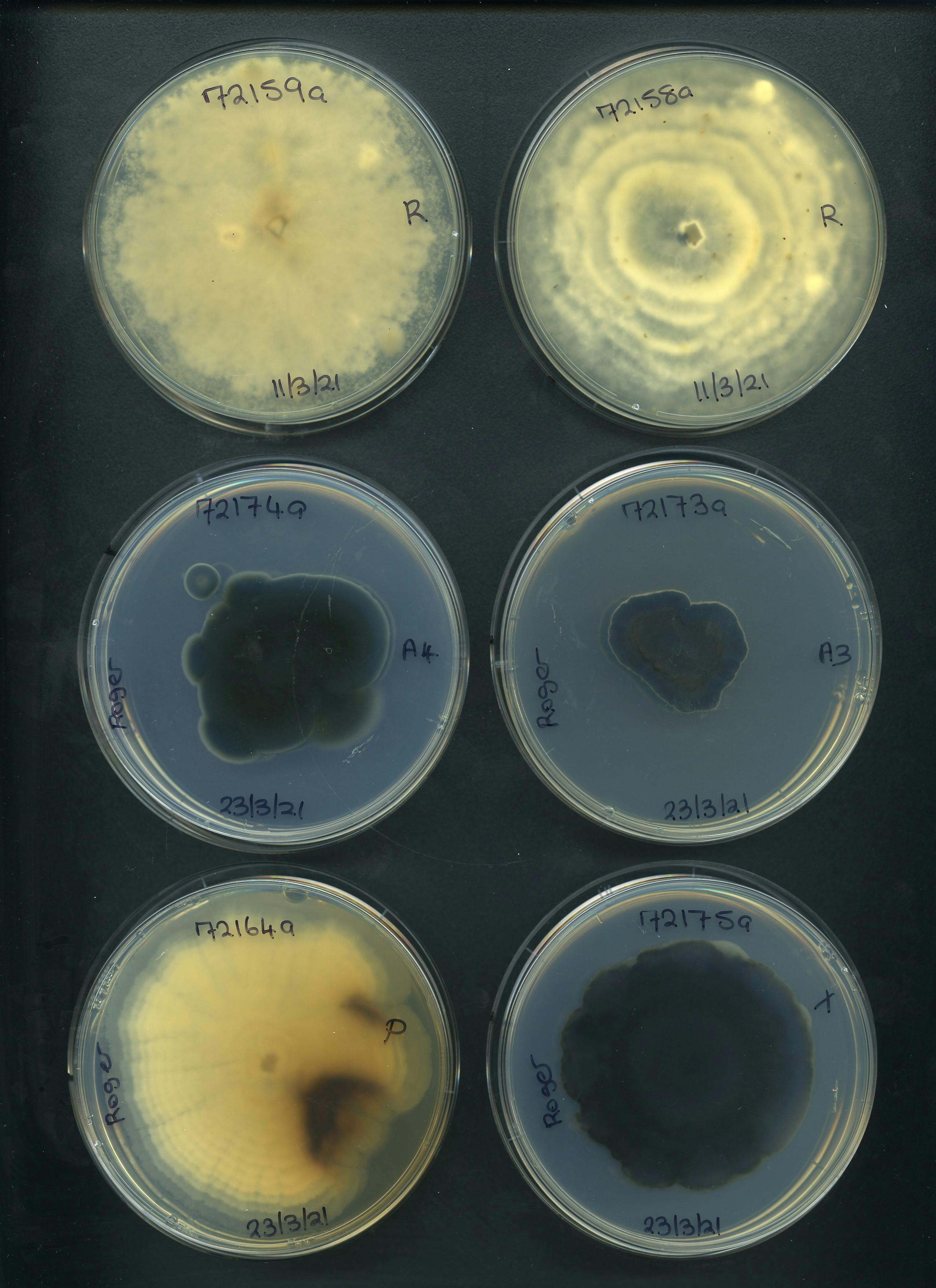 Fig fungi 6b.jpg