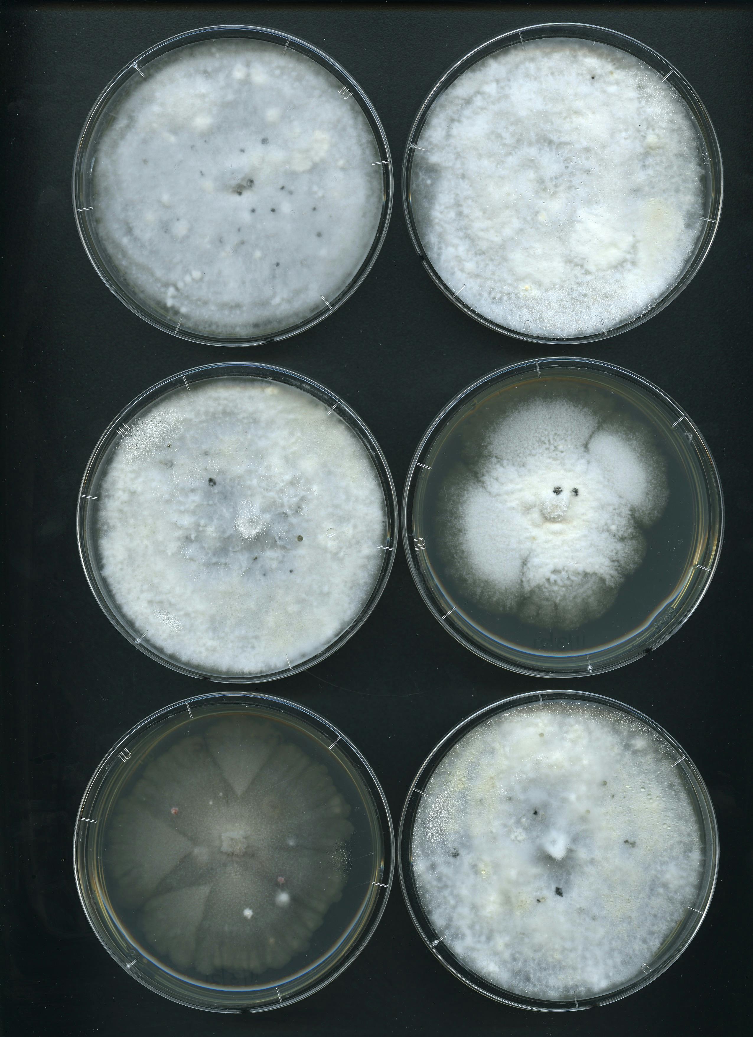 Fig fungi1a.jpg
