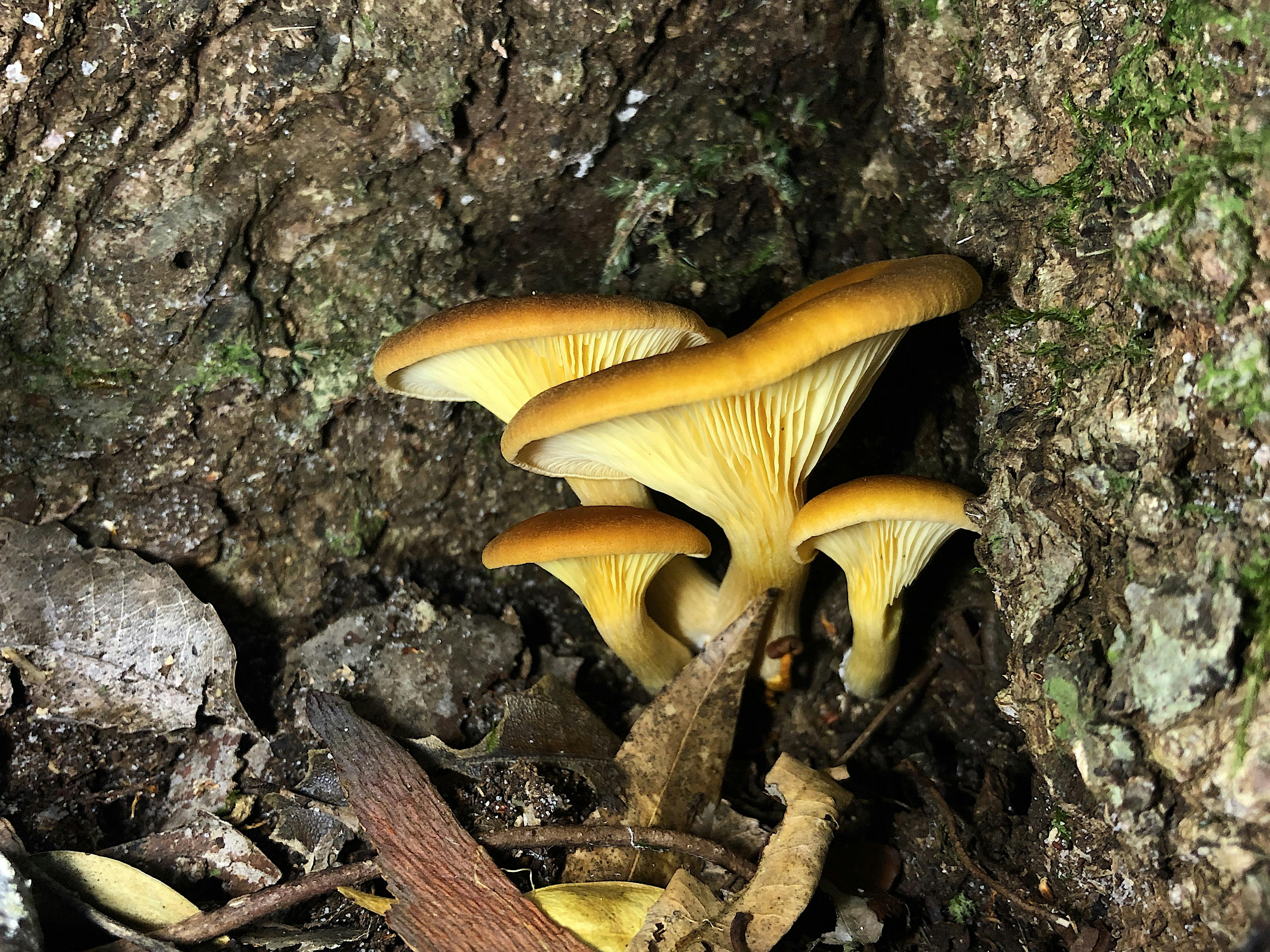 IMG_2537_Panus sp.JPG