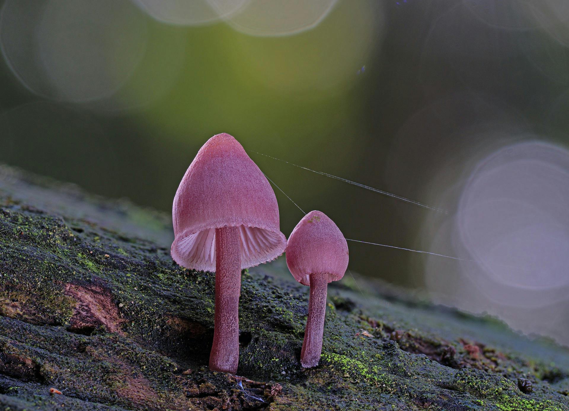 mushroom-5688490_1920.jpg