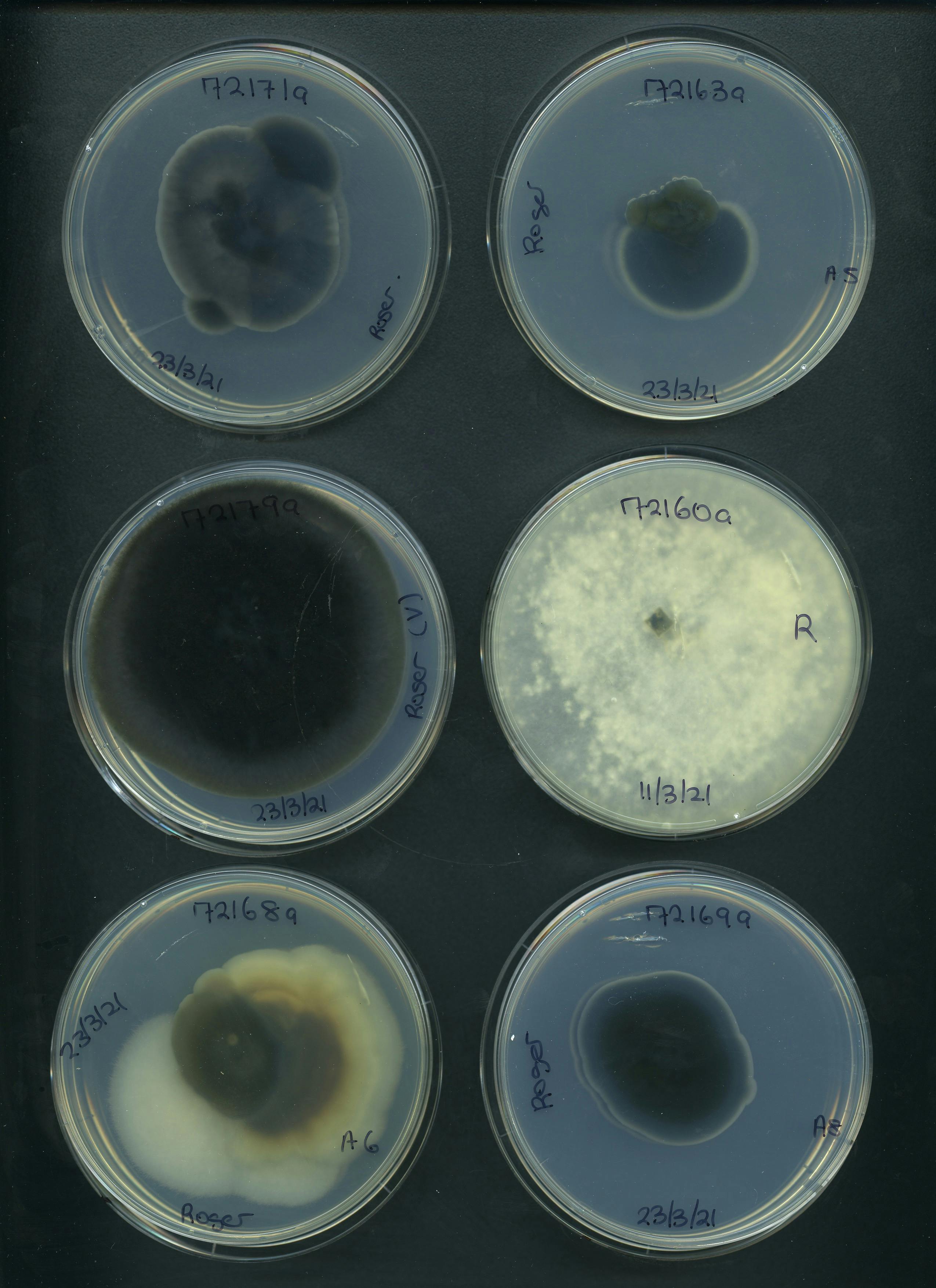 Fig fungi5b.jpg