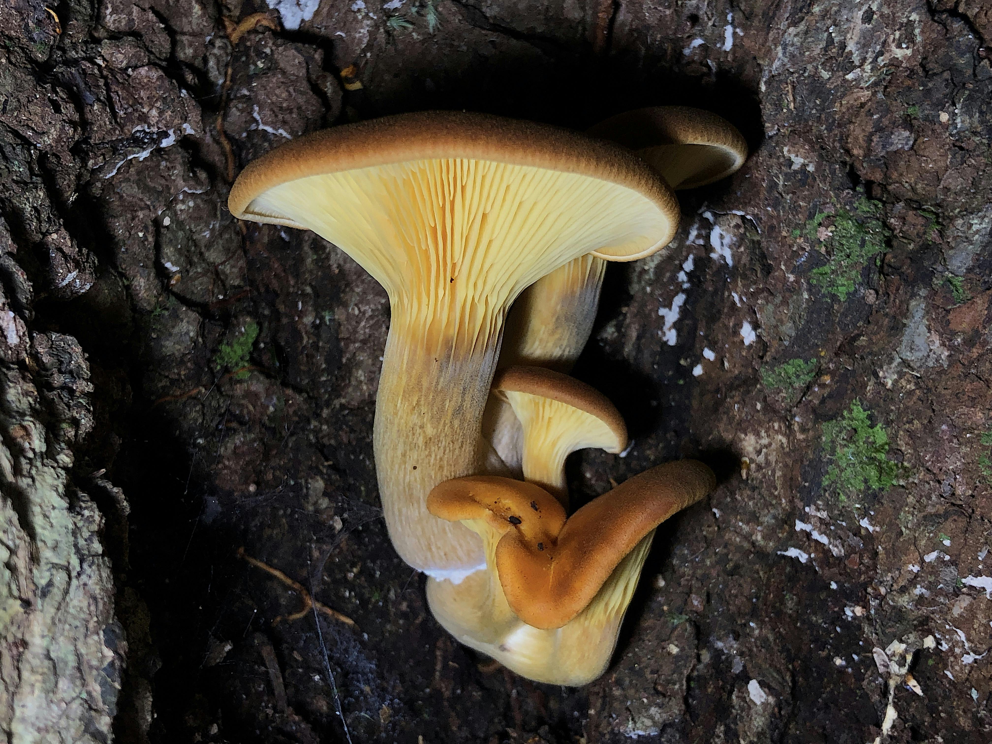 Panus sp.jpg