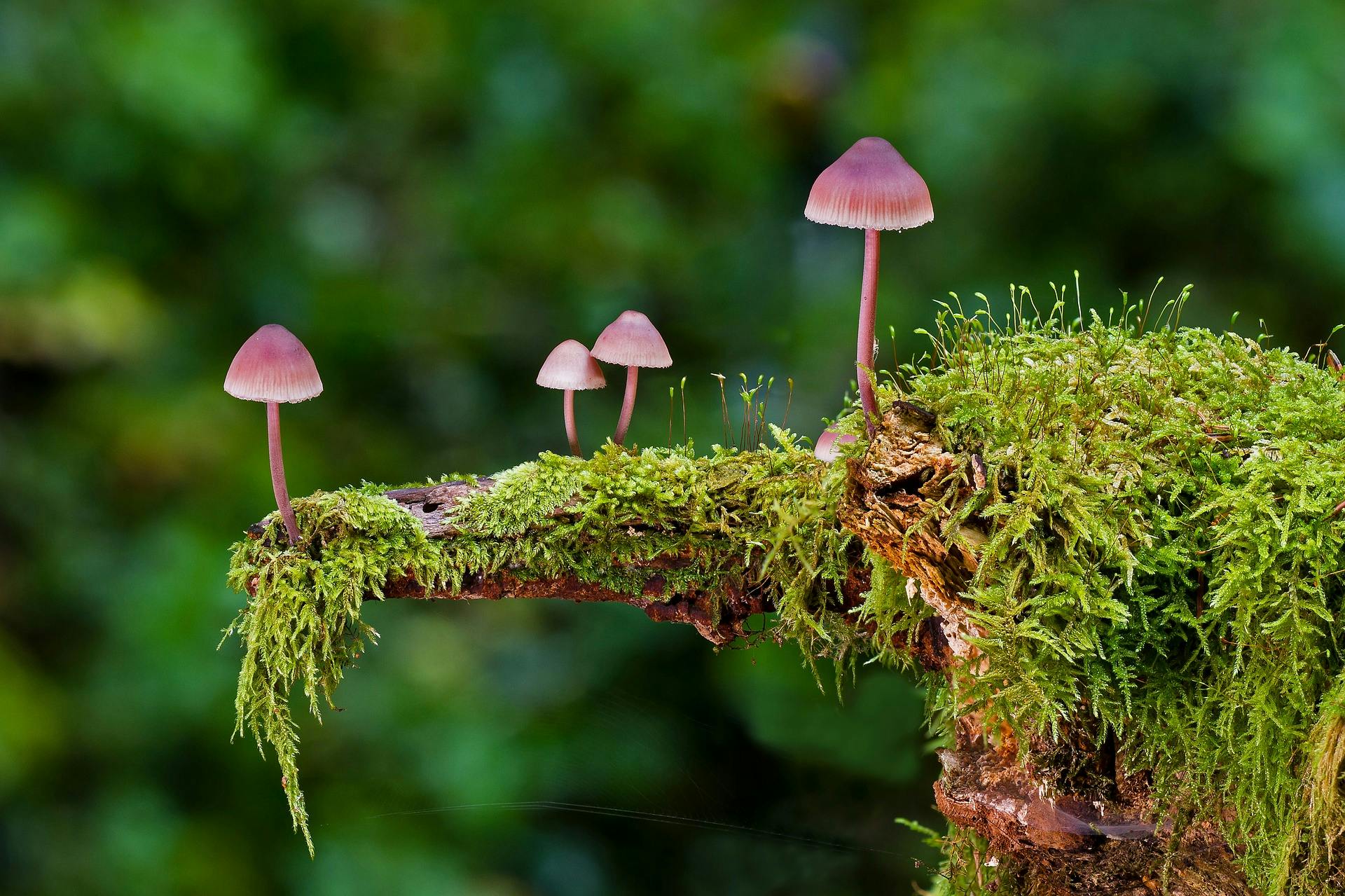 mushrooms-2798150_1920.jpg