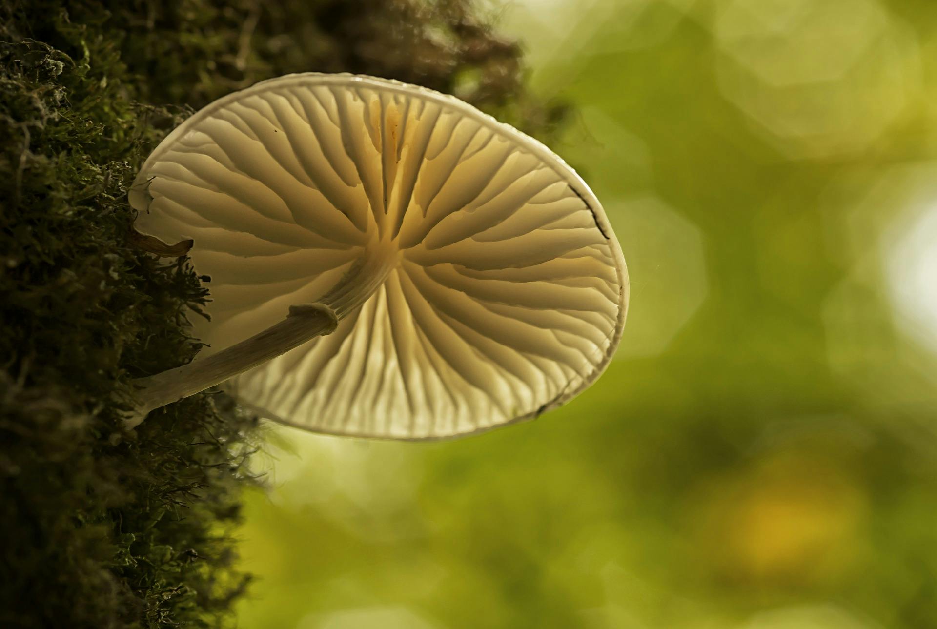 mushroom-2898004_1920.jpg