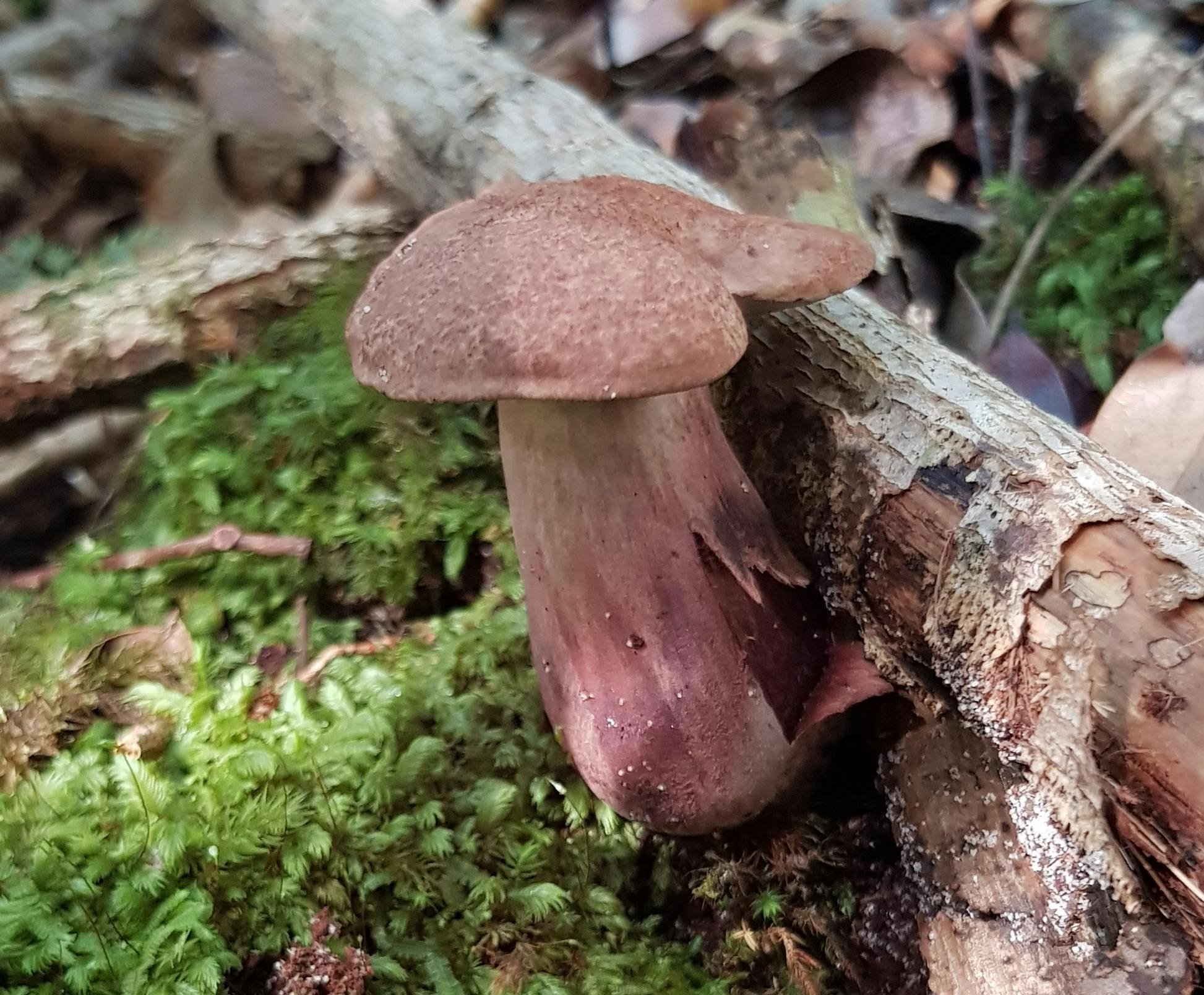 Gyroporus_20210515_111609.jpeg