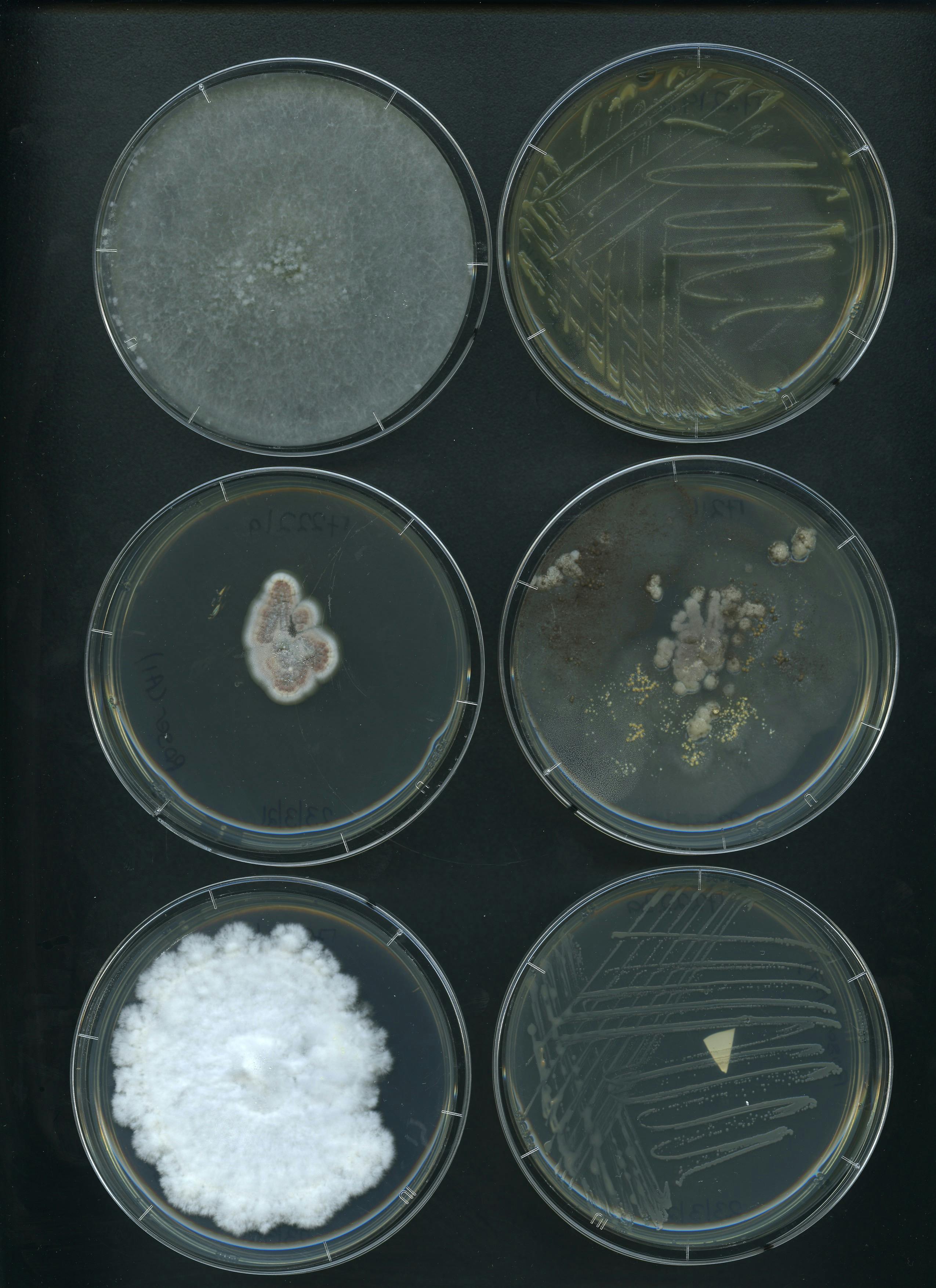 Fig fungi 3b.jpg