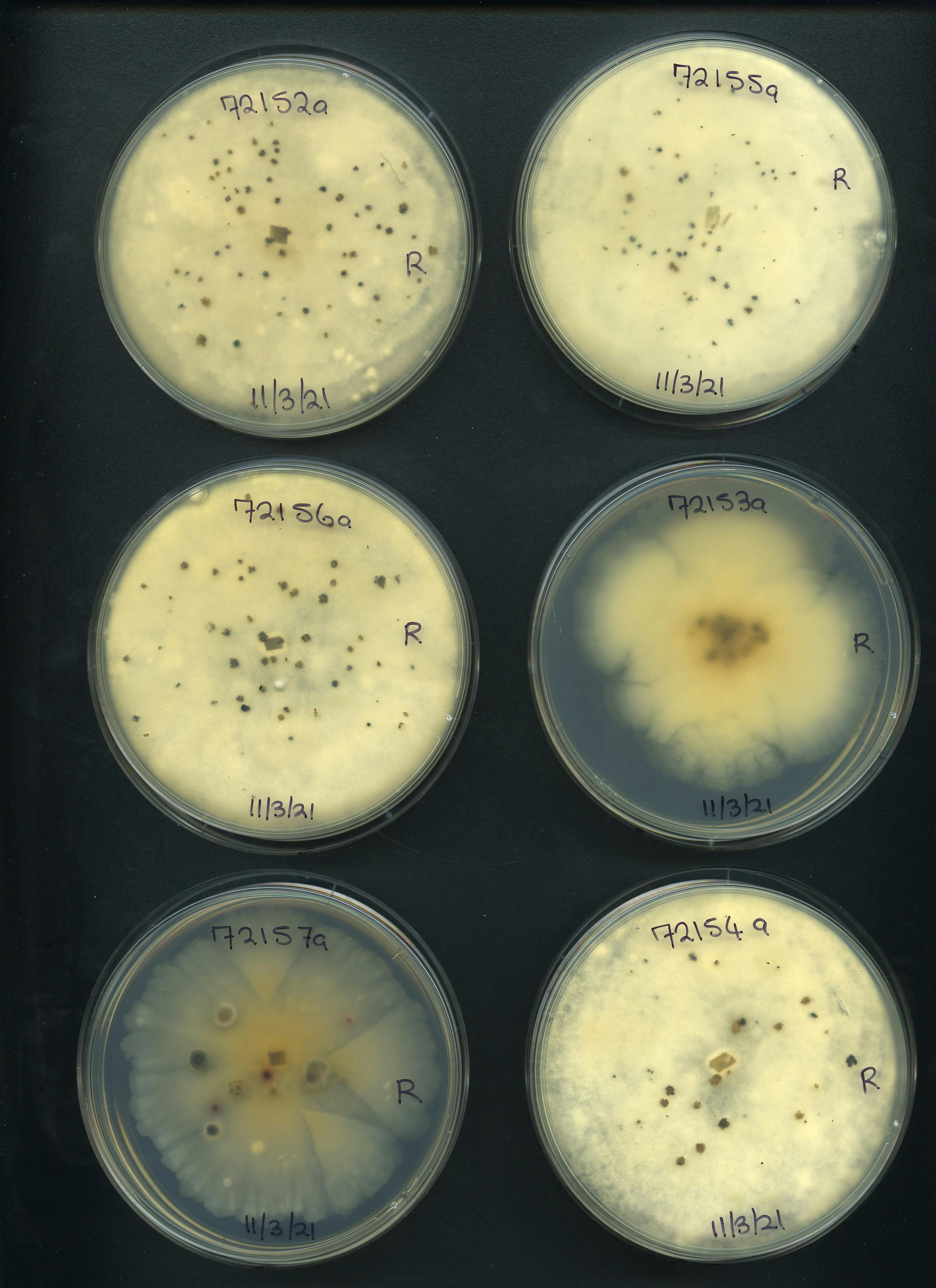 Fig fungi1b.jpg