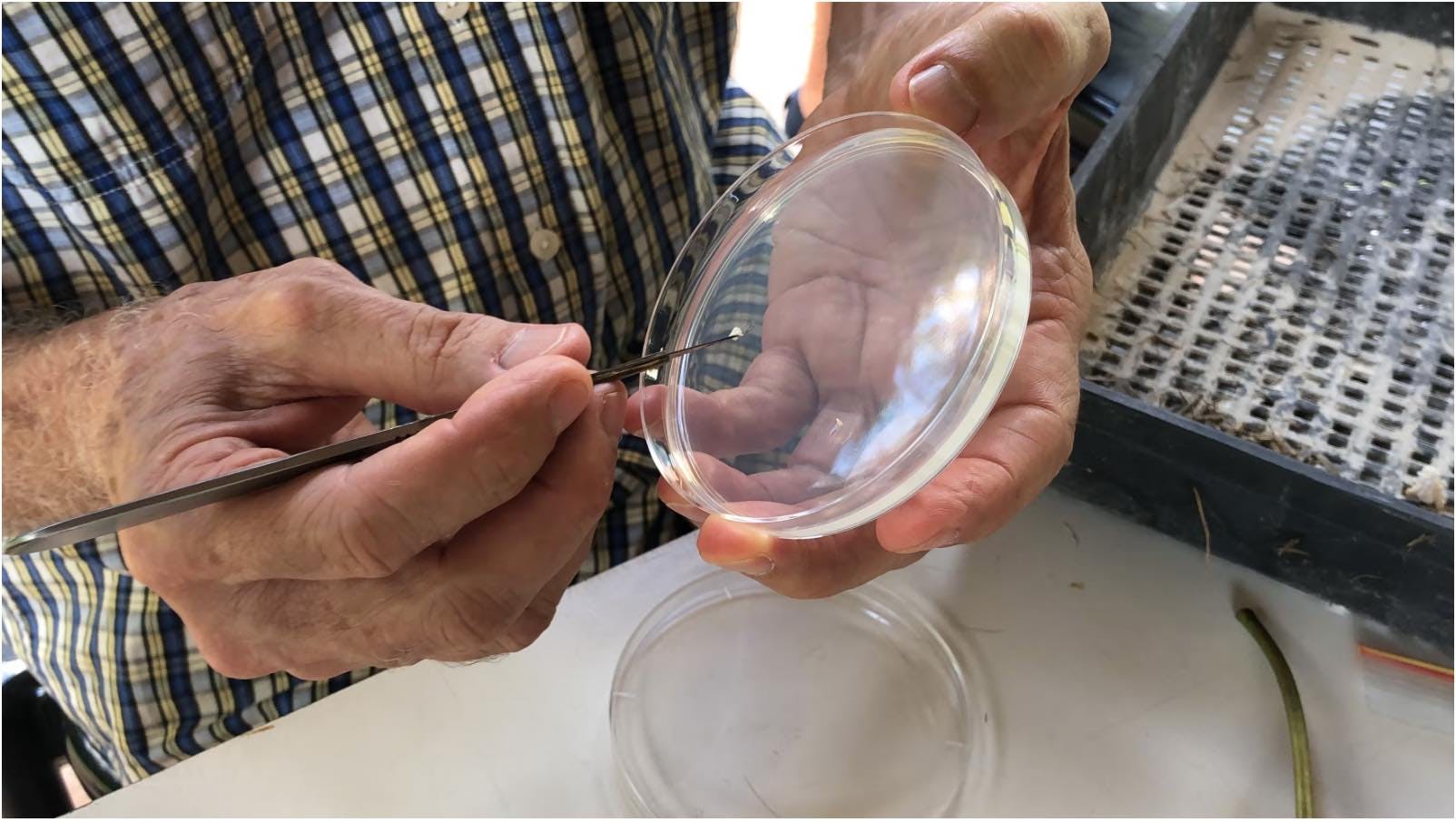 Roger inoculating a plate.jpg
