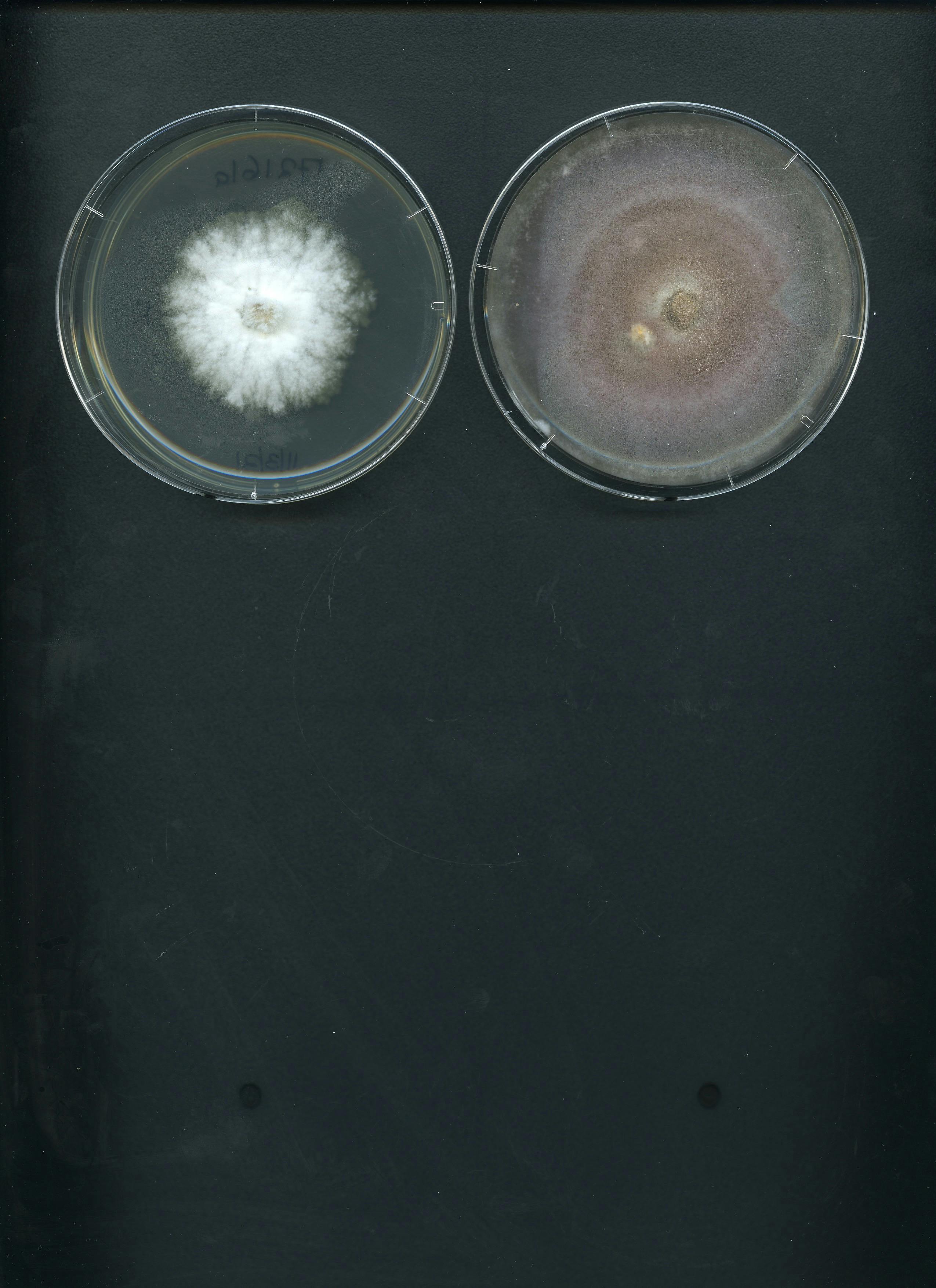 Fig Fungi 7a.jpg