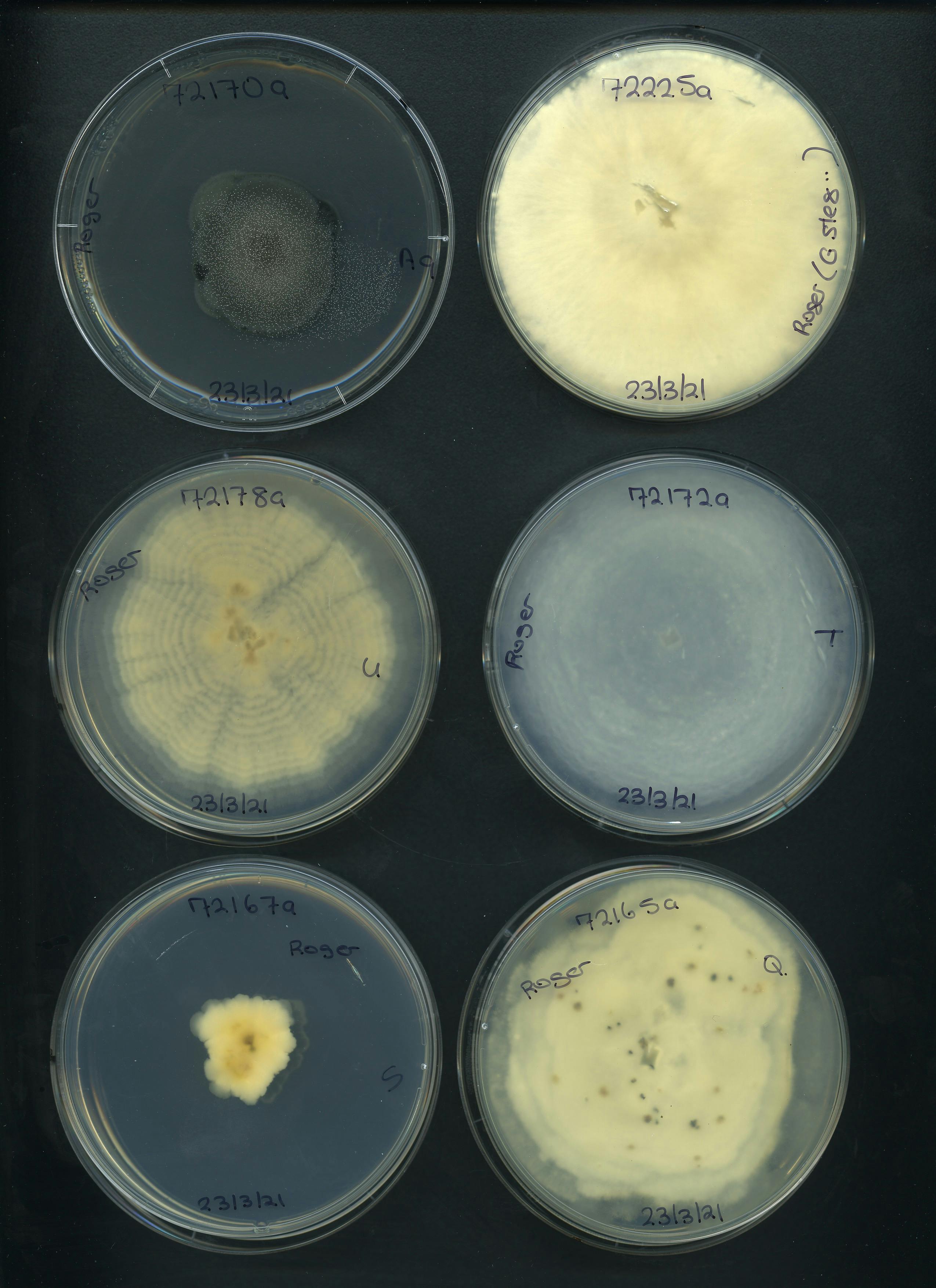 Fig fungi 4a.jpg