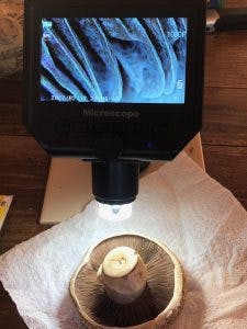 Gills of button mushroom viewed through a digital microscope