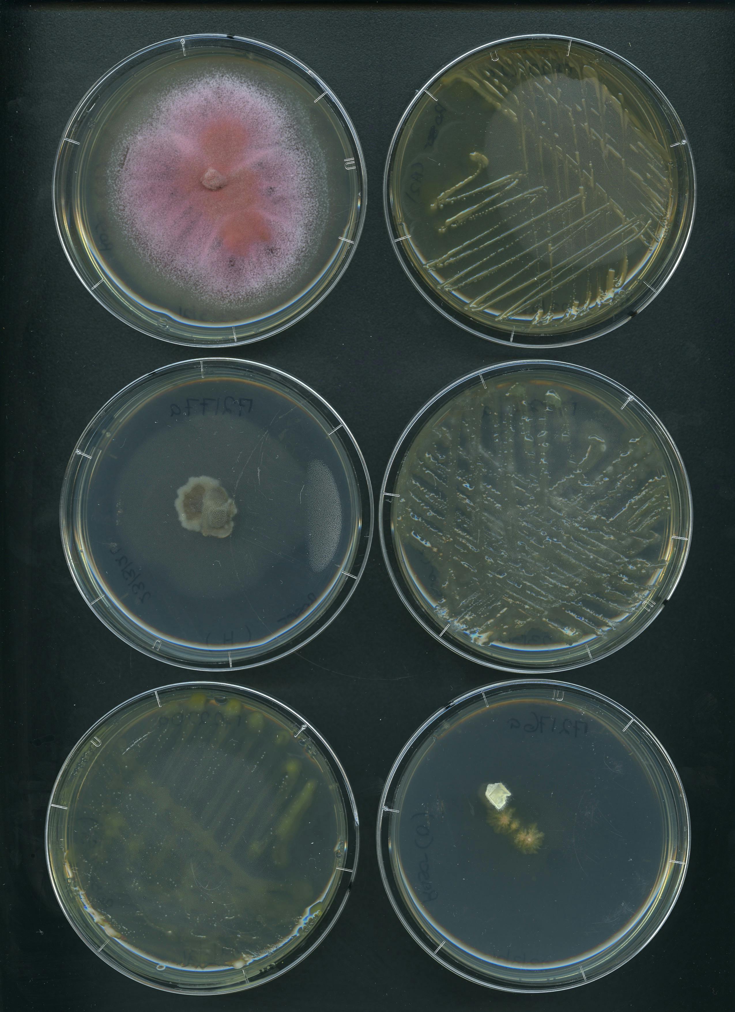 Fig fungi 2b.jpg