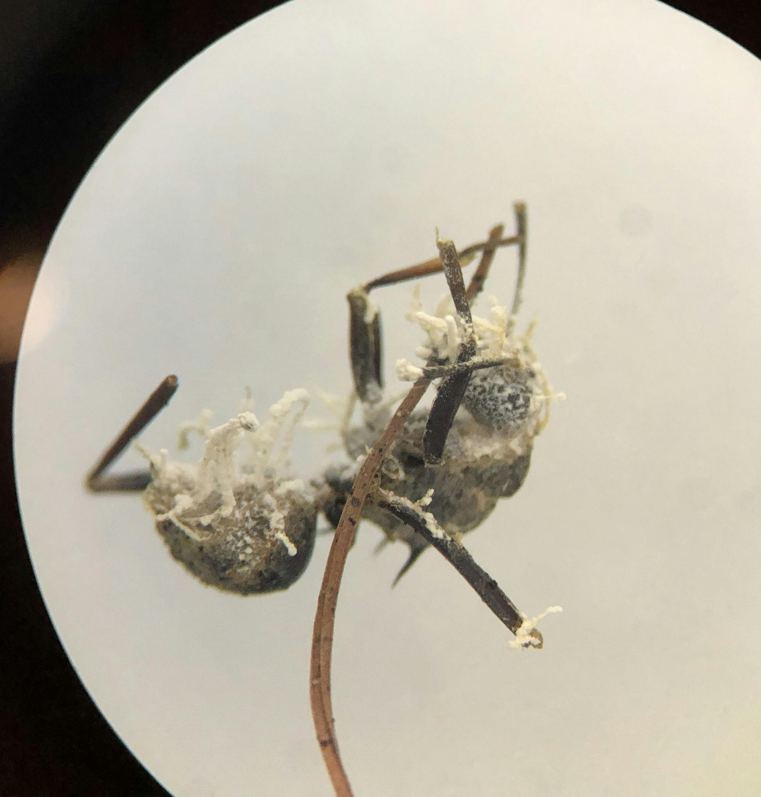 IMG_2009_zombie-ant.JPG