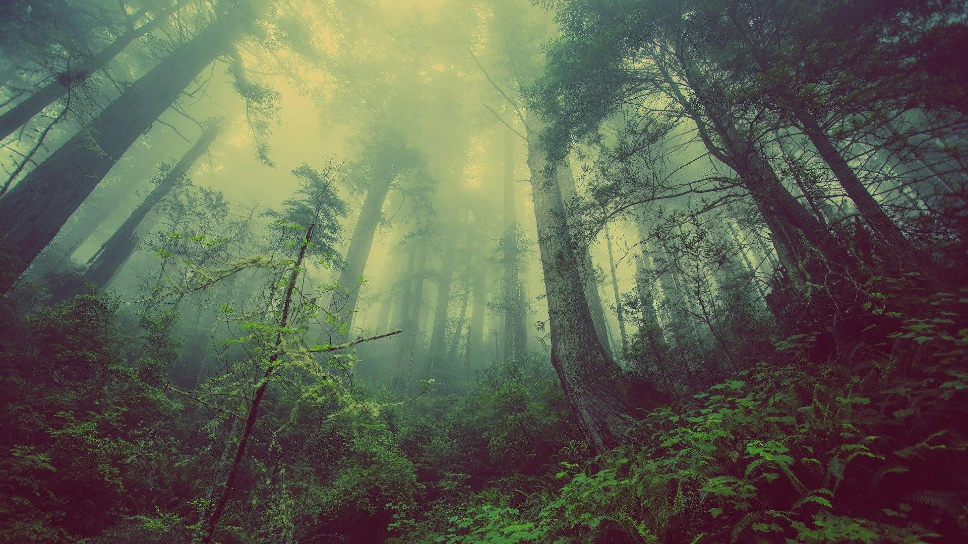 forest mist pic.jpg
