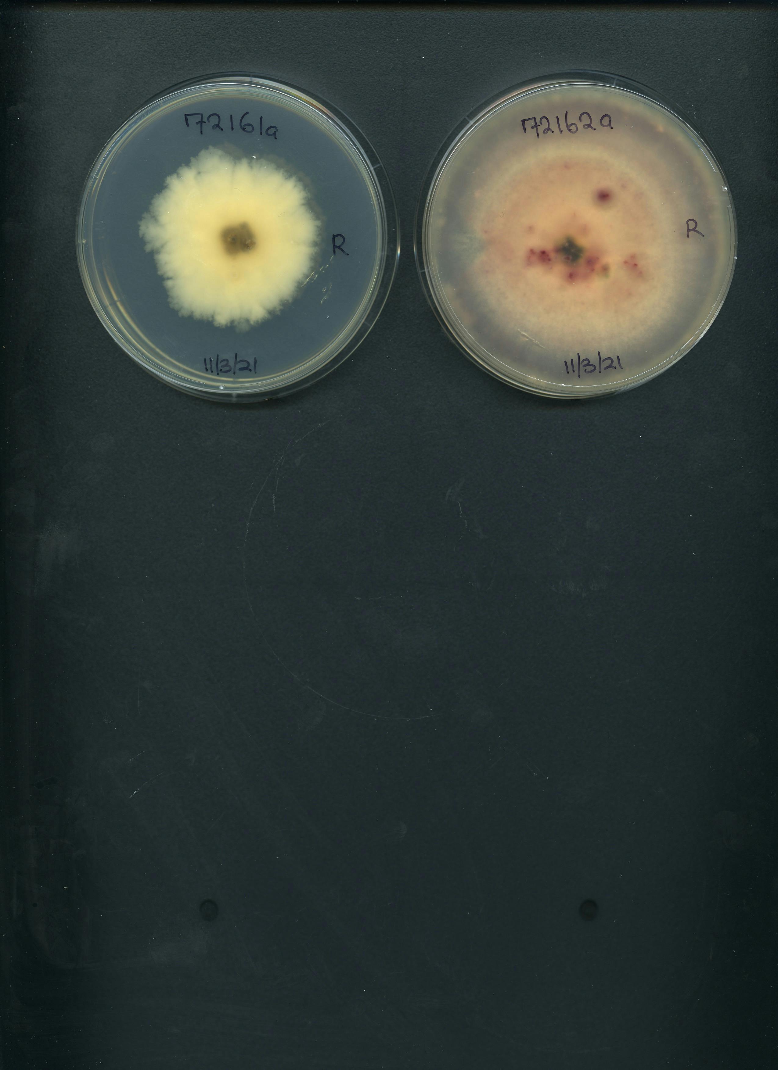 Fig fungi 7b.jpg
