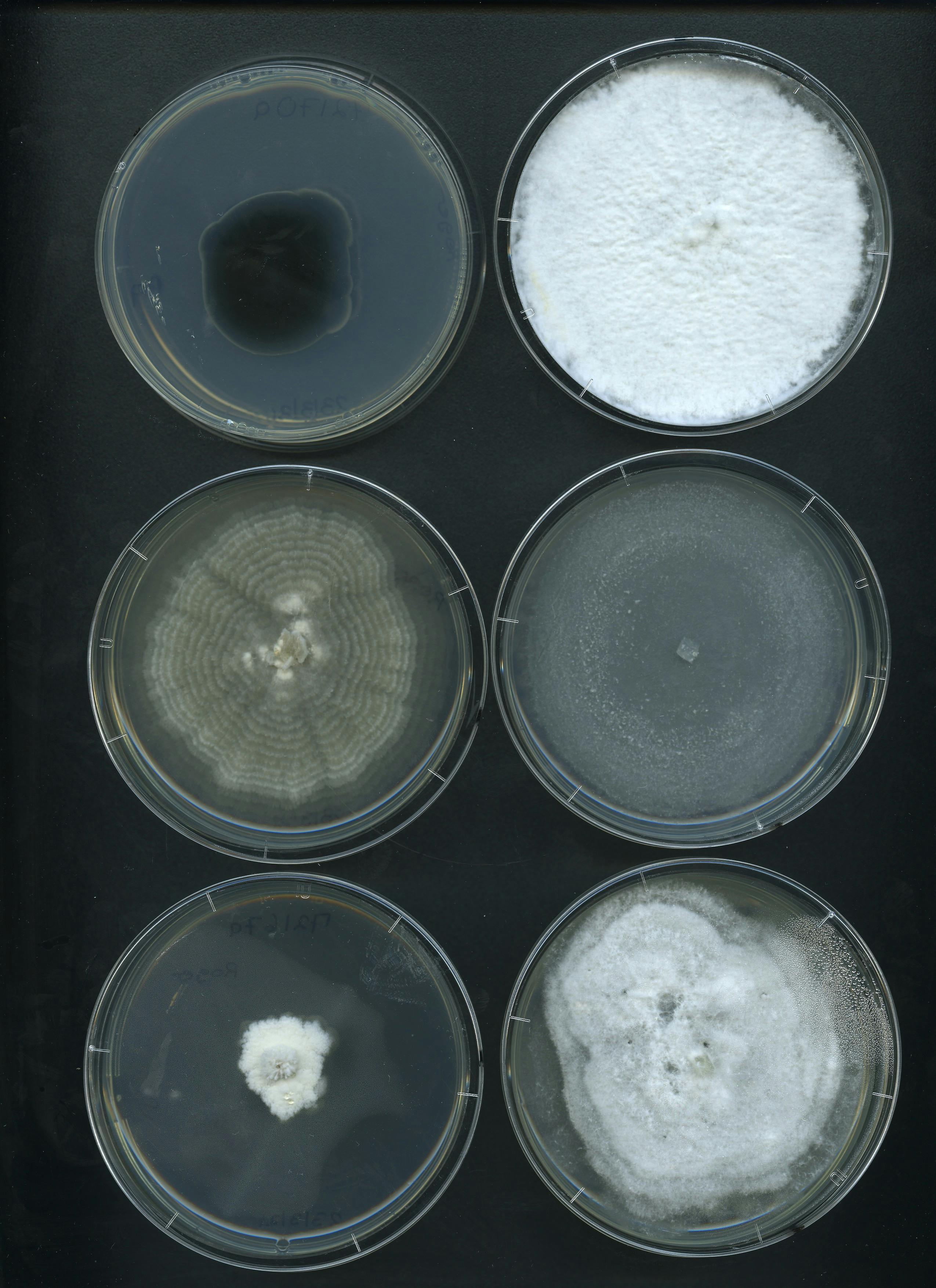 Fig fungi 4b.jpg