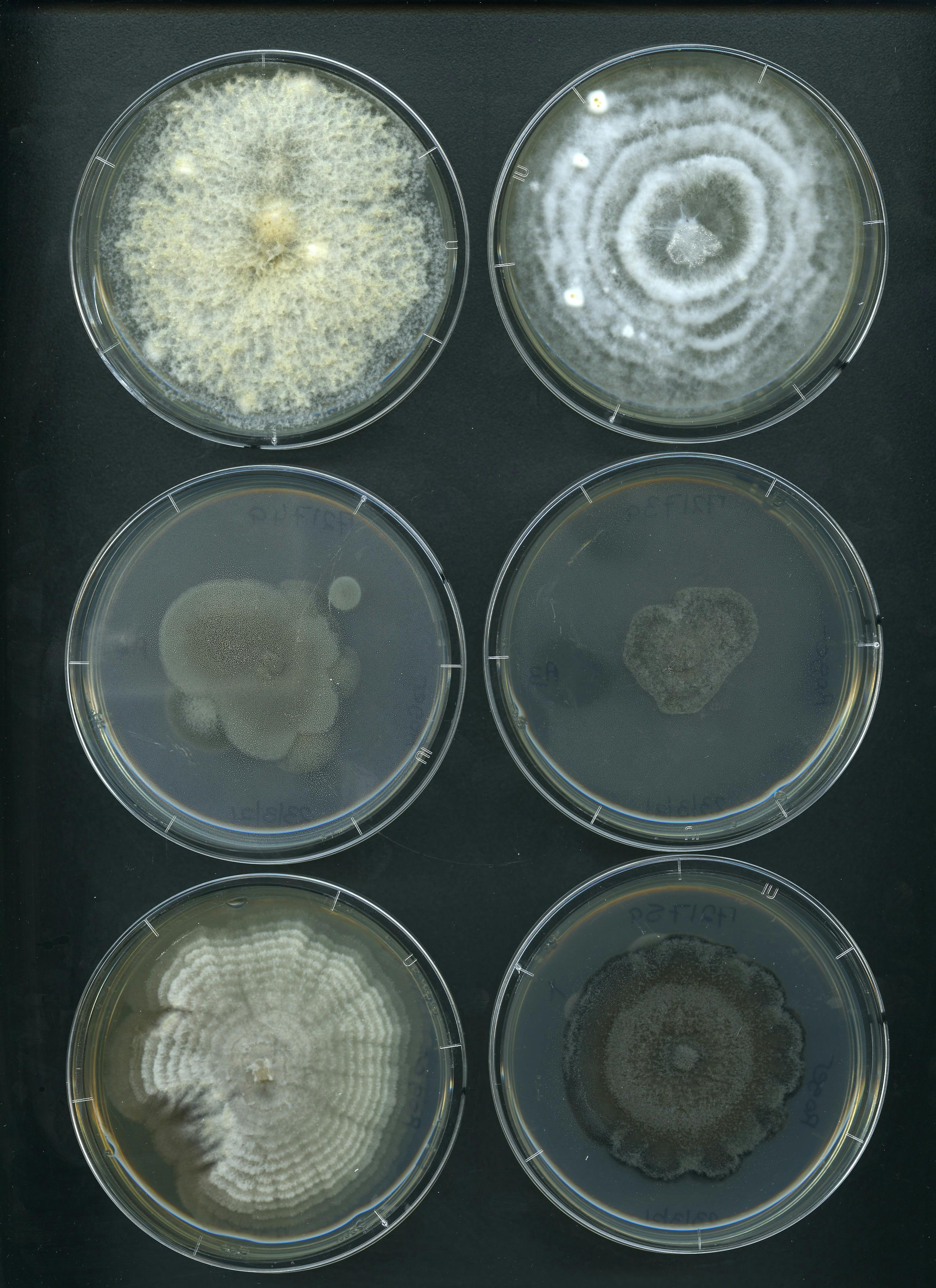Fig fungi 6a.jpg