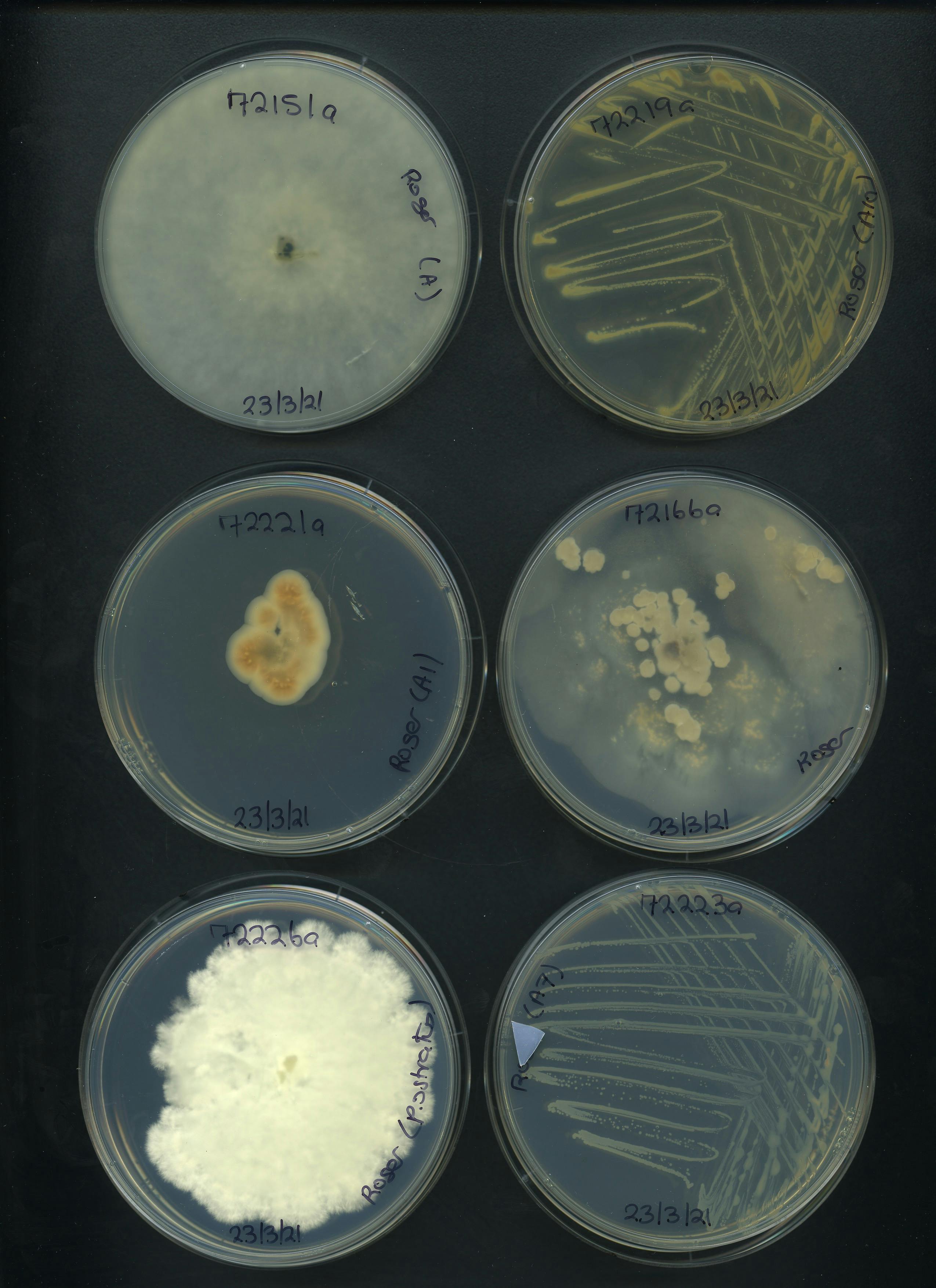 Fif Fungi 3a.jpg