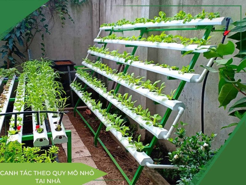 Canh tác thủy canh quy mô nhỏ tại gia đình.jpg
